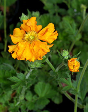 GEUM 'PRINSES JULIANA'