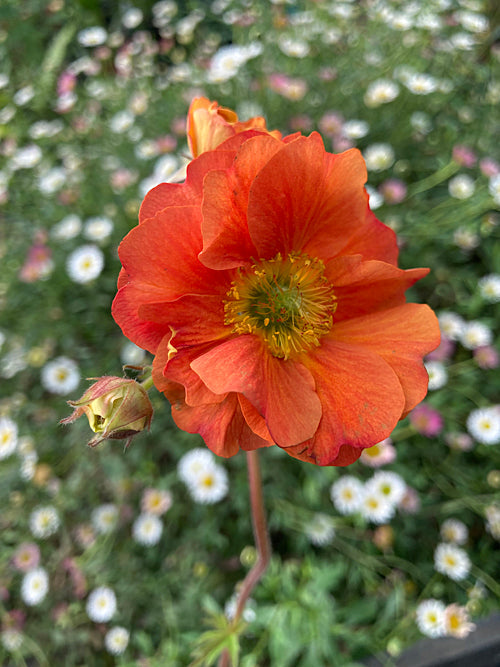 GEUM 'SCARLET TEMPEST'