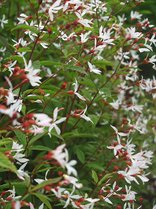 GILLENIA TRIFOLIATA (9cm pot)