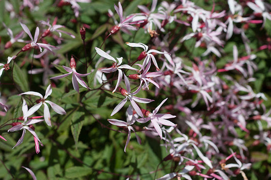 GILLENIA TRIFOLIATA 'PINK PROFUSION'