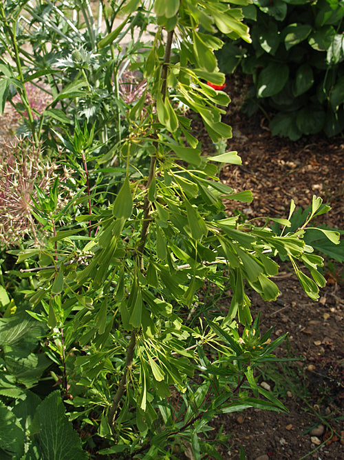 GINKGO BILOBA 'CALIFORNIAN SUNSET'