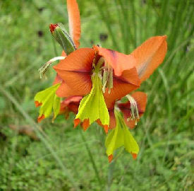 GLADIOLUS ALATUS
