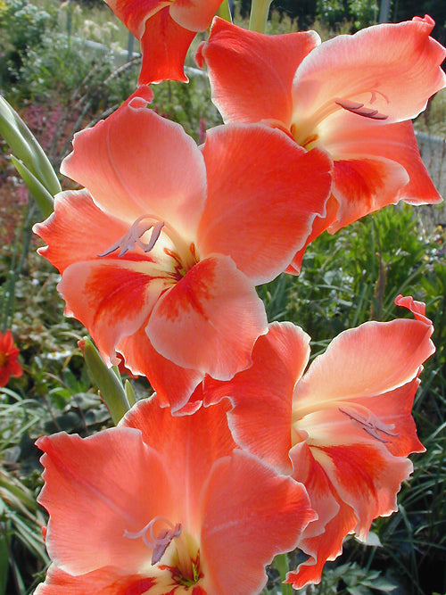 GLADIOLUS 'ANDRÉ VIETTE'