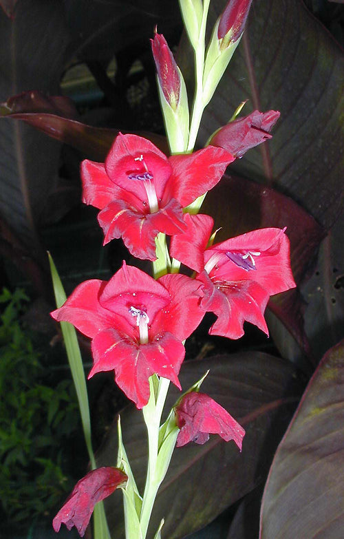 GLADIOLUS 'MISS PRIM ADELA'