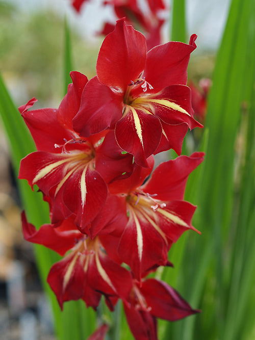 GLADIOLUS 'ADI'