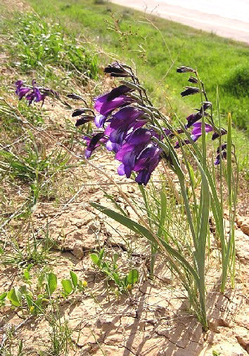 GLADIOLUS ATROVIOLACEUS