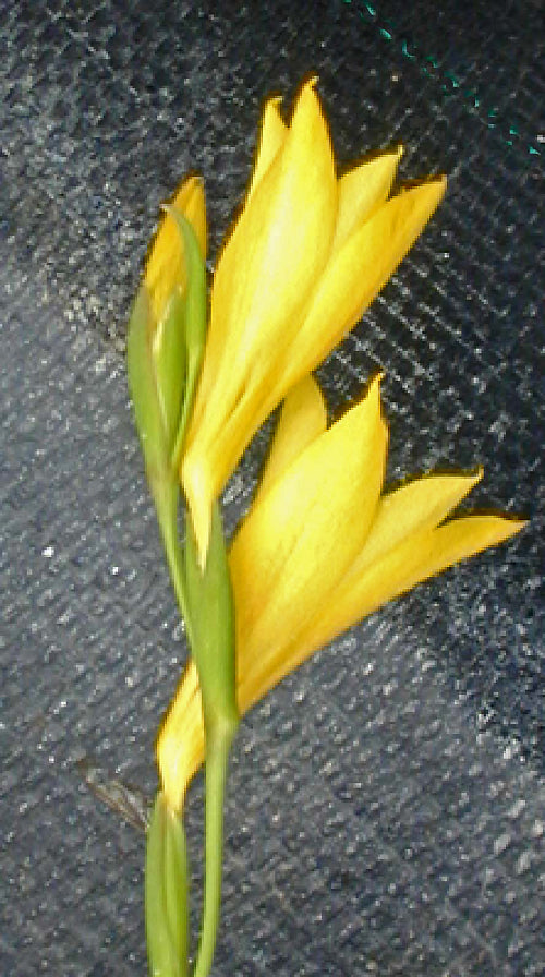 GLADIOLUS AUREUS