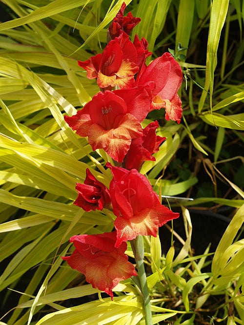 GLADIOLUS AURANTIACUS