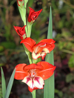 GLADIOLUS 'ALEXANDRA'