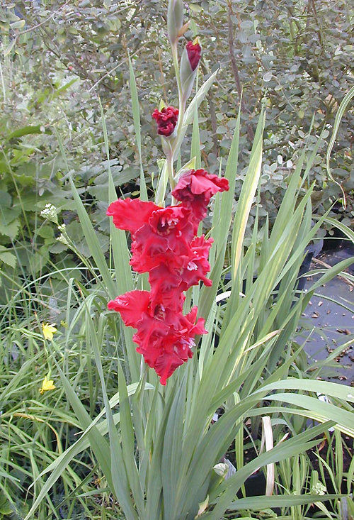 GLADIOLUS 'BLACK CHERRY'