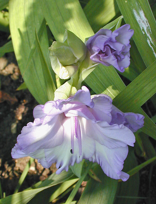 GLADIOLUS 'BLUE FROST'