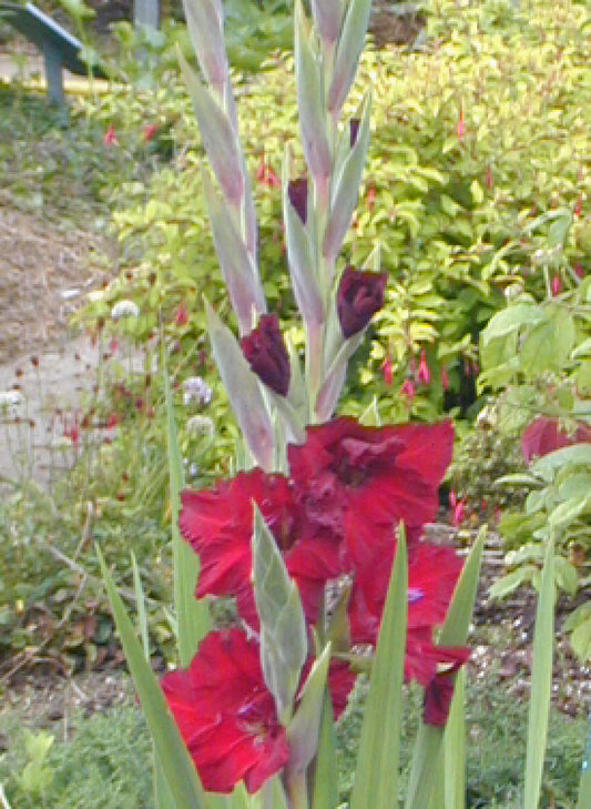 GLADIOLUS 'BURGUNDY QUEEN'