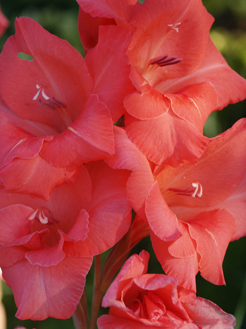 GLADIOLUS 'BERYL'