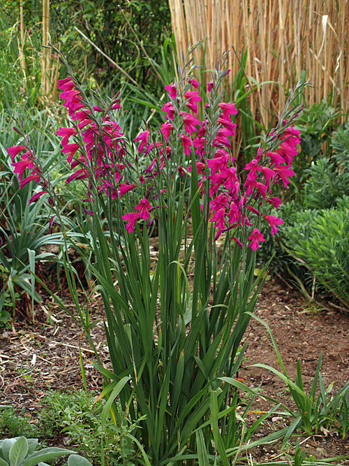 GLADIOLUS BYZANTINUS