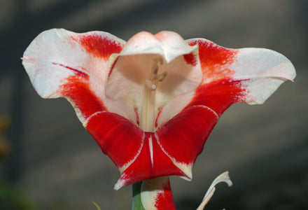 GLADIOLUS 'BIZAR'