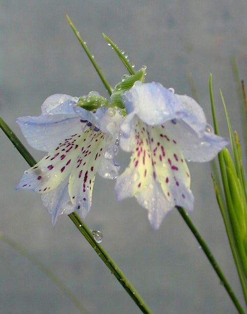 GLADIOLUS CAERULEUS