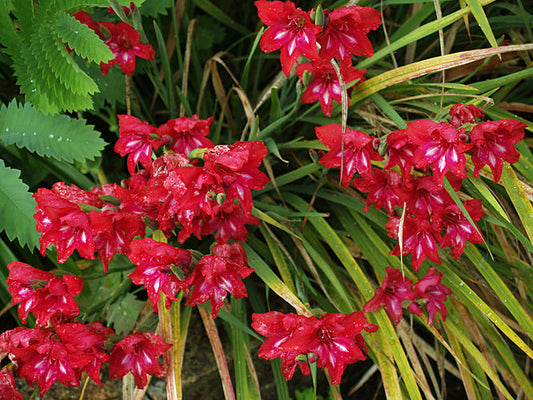 GLADIOLUS CARDINALIS