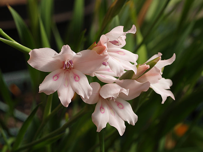 GLADIOLUS CARNEUS