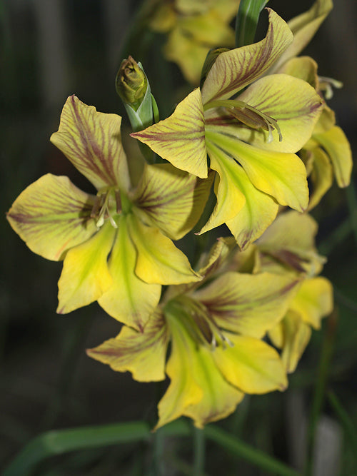 GLADIOLUS 'CRISTABEL'