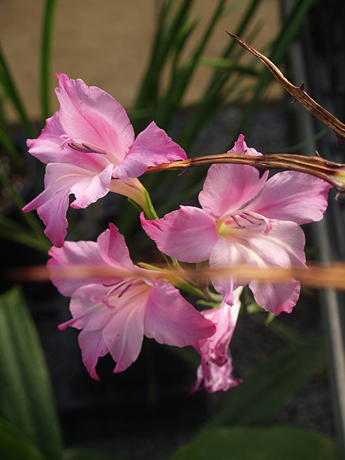GLADIOLUS 'CHARMING LADY'