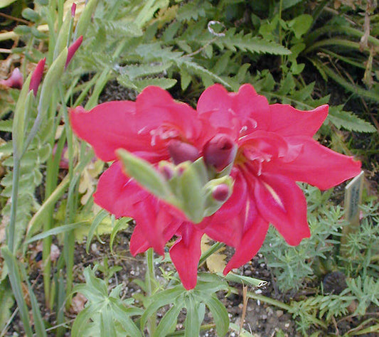 GLADIOLUS SP/VAR. ex Ian Christie