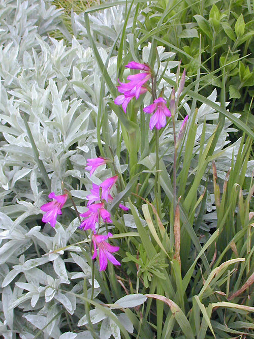 GLADIOLUS COMMUNIS