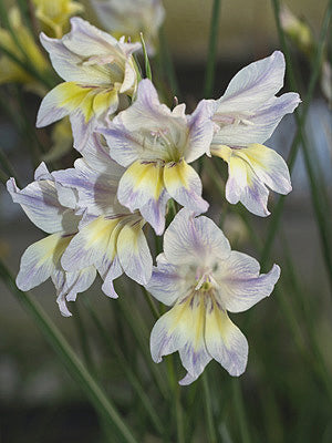 GLADIOLUS CARINATUS