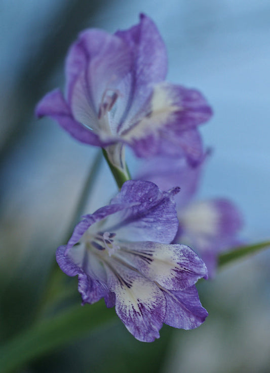 GLADIOLUS CARINATUS 'PILBEAM HYBRID'