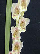 GLADIOLUS CRASSIFOLIUS
