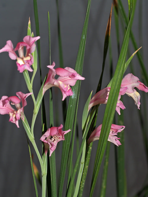GLADIOLUS CARINATUS x ORCHIDIFLORUS