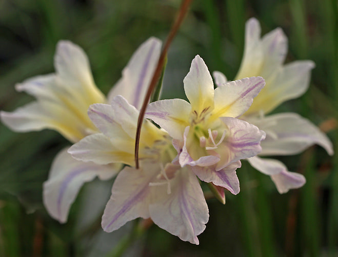 GLADIOLUS CARINATUS x GLADIOLUS TENELLUS