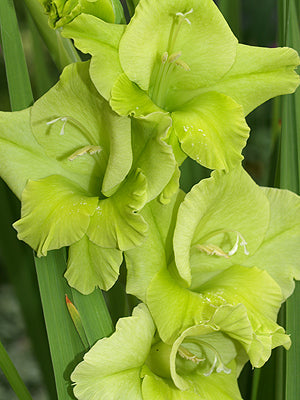 GLADIOLUS 'EMERALD SPRING'
