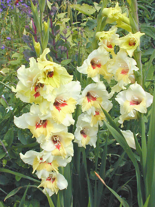 GLADIOLUS 'FLEVO SMILE'