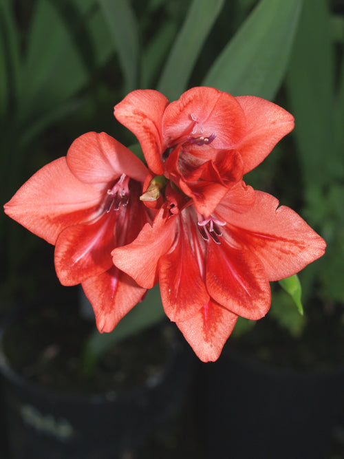 GLADIOLUS FLANAGANII