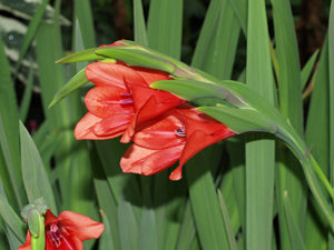 GLADIOLUS FLANAGANII JCA 3.261.000