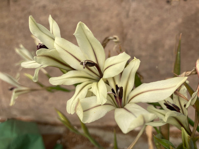 GLADIOLUS FLORIBUNDUS