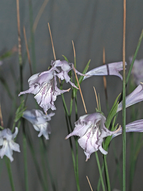 GLADIOLUS GRACILIS