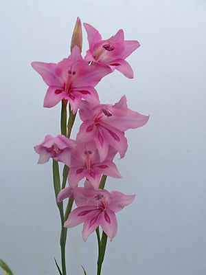 GLADIOLUS GEARDII