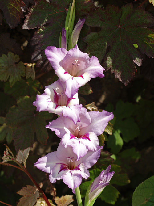GLADIOLUS 'HANSNETT'