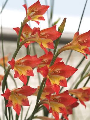 GLADIOLUS HUTTONII