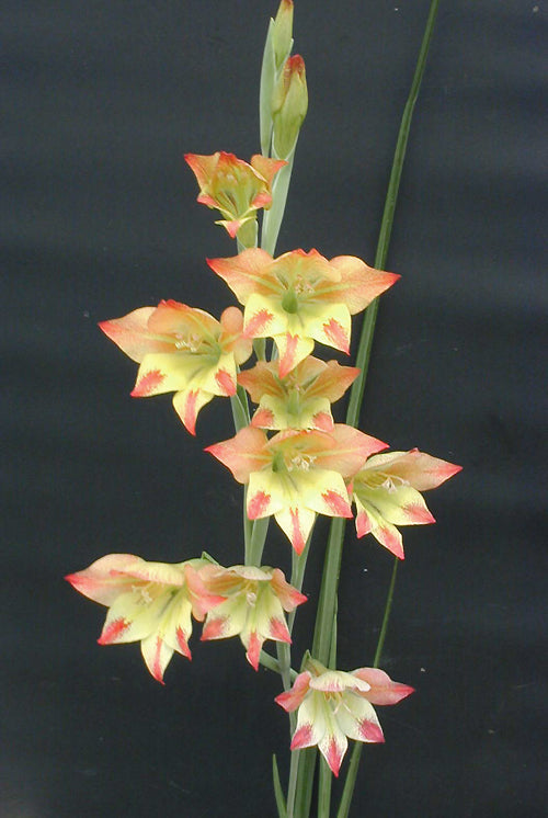 GLADIOLUS HUTTONII x G.TRISTIS var.CONColour