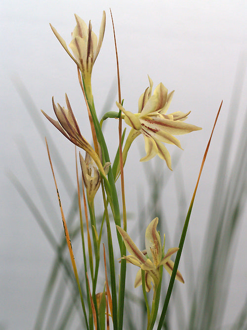 GLADIOLUS HYALINUS