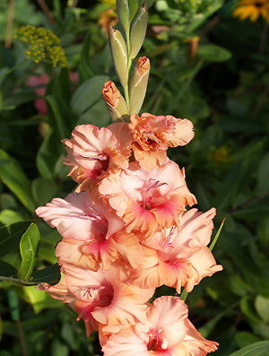 GLADIOLUS 'LITTLE RAINBOW'