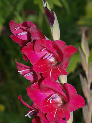 GLADIOLUS 'LITTLE WIGGY'