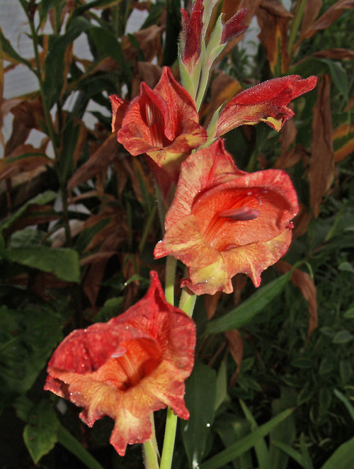 GLADIOLUS PRIMULINUS 'MONSIEUR PIQUET'