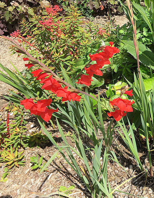 GLADIOLUS 'MIRELLA'