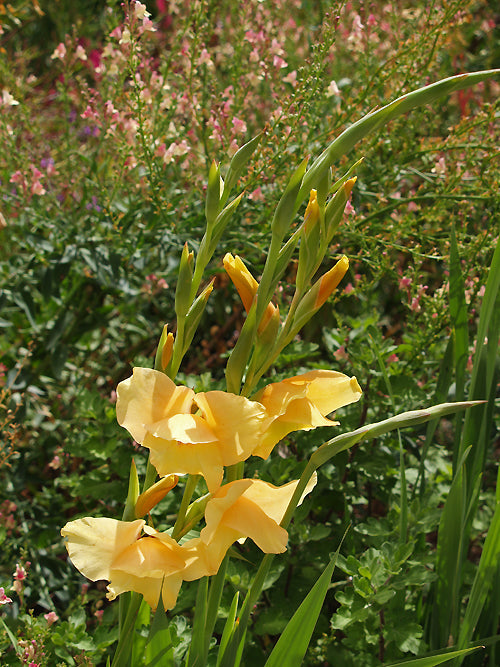 GLADIOLUS 'PEACH BLOSSOM'