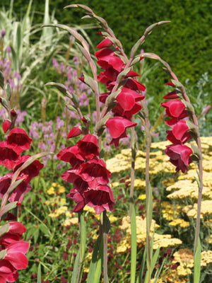 GLADIOLUS PAPILIO 'RUBY'