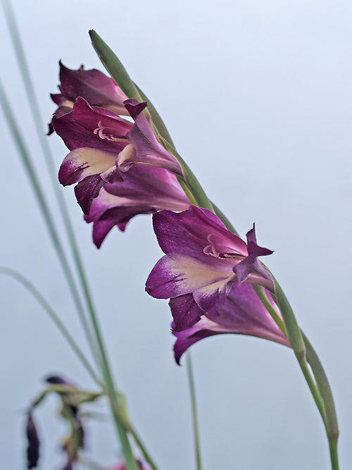 GLADIOLUS CARINATUS x HUTTONII 'PURPLE SPRAY'