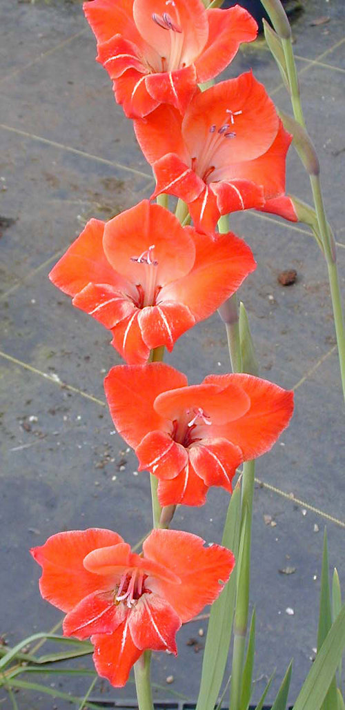 GLADIOLUS 'PENELOPE'